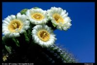 Saguaro Cactus Blooming