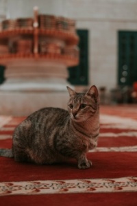 Kitty in the mosque