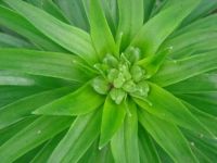 Aisiatic Lily Bud 1