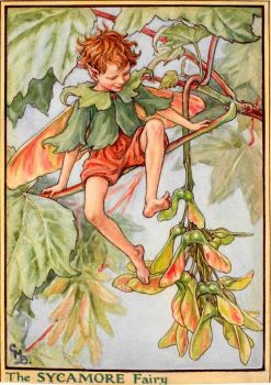 The Sycamore Fairy (smaller size)
