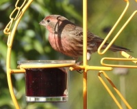 House Finch on the jelly feeder in my front yard, San Marcos, California
