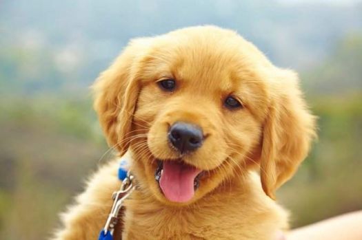 Cute Puppy