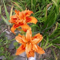 Orange day lilies