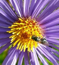 Ant in an aster