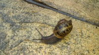 Snail on the wet path.