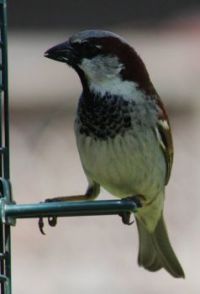 Sparrow