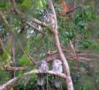Tawny Frogmouth Family. How many can you find?