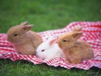 Web 649  Picnic bunnies
