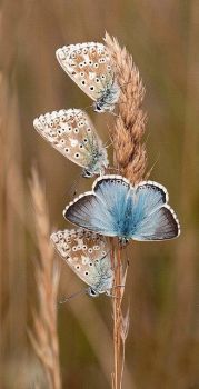 Geweldig deze vlinders