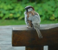 jonge mus 8 juni - sparrow