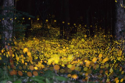 Fireflies by Tsuneaki Hiramatsu