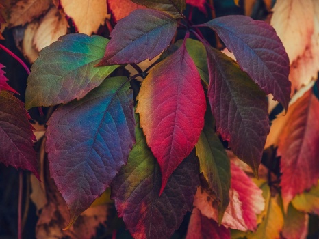 Solve Fall colors jigsaw puzzle online with 48 pieces
