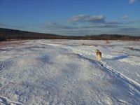 Maine blueberry field in light snow