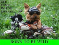Born to be  wild