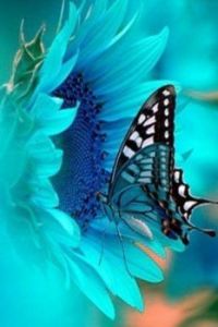 butterfly4