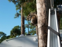 Squirrel