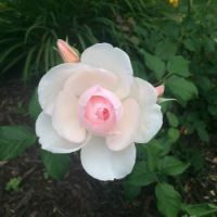 Pink Rose from my flower garden