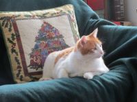 Kitty Kat relaxes briefly on the chair ...