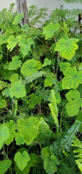 PEPPERMINT GERANIUMS