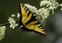 Yellow swallowtail