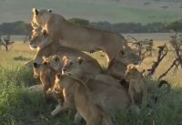 Lions on sunset safari