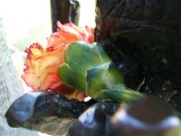 The Statue's Flower
