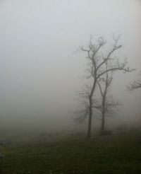 Morning Mist