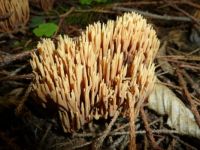 mushrooms_Ramaria formosa