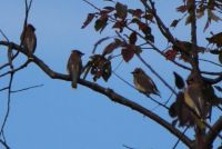 A Group of Cedar Waxwings