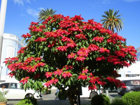 Pointsettia tree in Ponta Delgada, Azores
