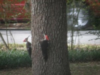 Theme - Birds  Pileated Woodpeckers, sorry about the quality, taken through a screened window