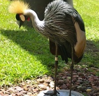 East African Crowned Crane