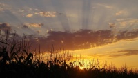 Sunset over the Maize field