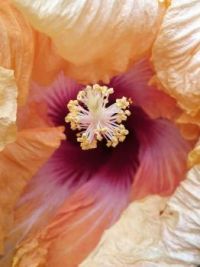 inside a flower