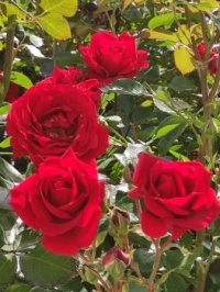 Kırmızı Güller