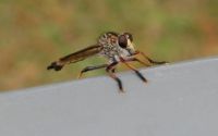 Robber fly on the back veranda railing.