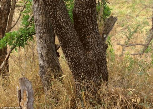 Solve Can you find the leopard hidden in this picture? jigsaw puzzle