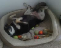 Sascha napping