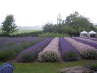 Lavender Field - Sequim, WA