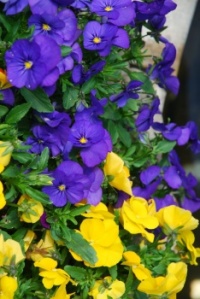 Profusion of Flowers