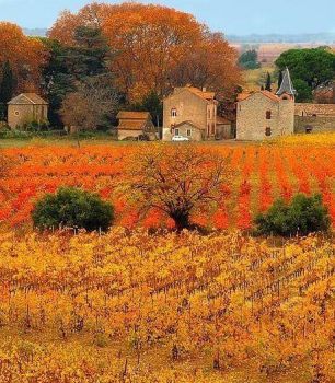 Autumn vineyard in France - Chic Shabby and French