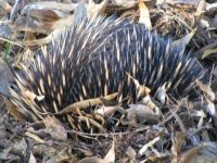 Australian Echidna attempting to hide