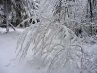 Winterwald2