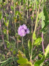 a weed along the freeway exit