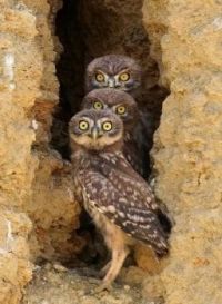 Jigidy Owls