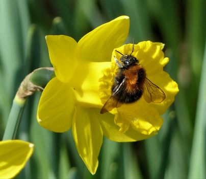 bumblebee on daffodil