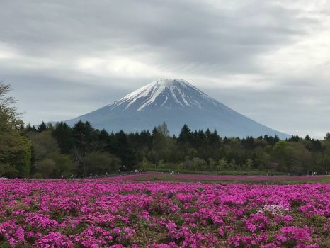 Perfect Mt. Fuji