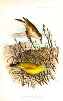 Old print of a Mayotte white-eye