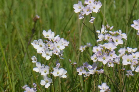 Pentecost flowers, in a meadow near Winterswijk, april 2022