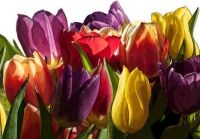 Tulip time